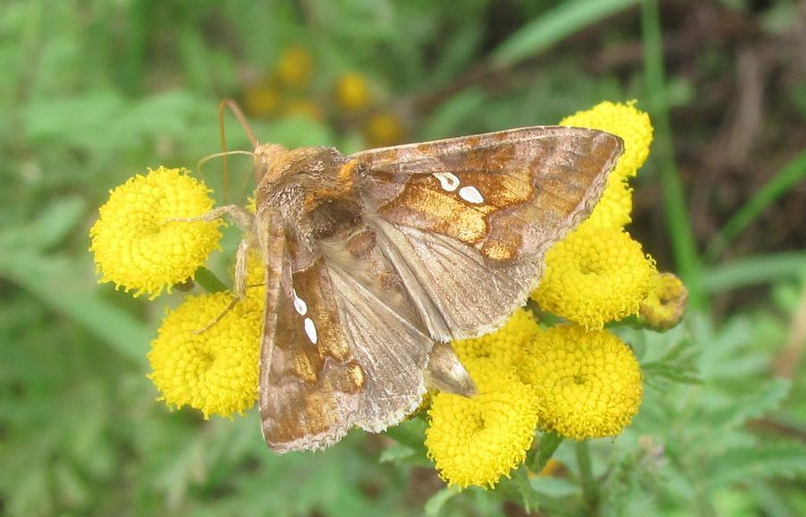 Chrysodeixis chalcites?